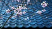 The oh-so-popular Cherry Blossom Festival at Descanso Gardens expands to two weekends in 2017. Also new? You