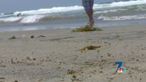 Why Are Hundreds of Baby Clams Washing Ashore?