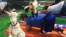 Hello Critter Yoga with Baby Goats will leap into Basecamp Burbank on Saturday, Aug. 26.