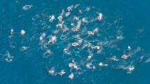 A "super group" of Humpback whales.