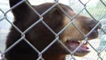 Picture: "Meatball" the Bear Might Stay in San Diego