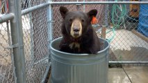 meatballsad722 "Meatball" Becomes Heart of Colorado Lawsuit