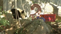 Bei Bei the Panda Celebrates 2nd Birthday at National Zoo