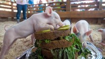 The cooed-over litter of wee pigs jumped into their birthday cake, literally, on Sunday, July 30 at the OC Fair & Event Center in Costa Mesa.