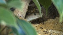 Traveler Caught with About 80 Reptiles in Suitcase