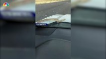 Snake Crawls Out From Under Hood of Moving Truck