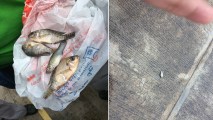 The civil defense of Tamaulipas posted these photos on their Facebook page Tuesday, Sept. 26, 2017 saying a light rain also brought fish falling from the sky.