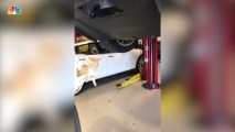 Furry Surprise Found Behind Tesla Bumper
