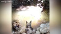 Bear and Cub Take Dip to Cool Off
