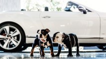 Bulldog puppies Winston and Churchill are the new dog ambassadors at the London West Hollywood at Beverly Hills.