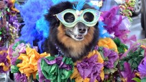 The fifth annual Helen Woodward Animal Center Doggis Gras Parade rolled at the Farmers