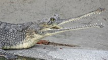 The Madras-born, critically endangered reptiles have made a new home at the Griffith Park animal park.