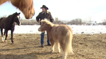 Benton City Man Fights for Rights To Use Service Horse