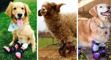 Animals wearing prosthetics created by Animal Ortho Care in Sterling, Va. (Published on Thursday March 30, 2017)