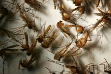 West Nile Virus Found in Cerritos