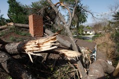 LA Wind Damage Images