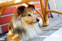 You, Your Pup, a Dog Wash, and Beer Tasting