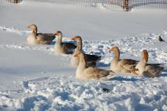 December 2008: Viewer Snow Photos