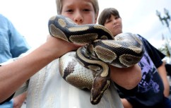 Python Strangles Toddler to Death