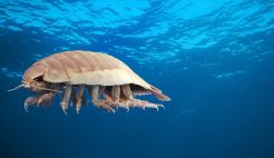 New Aquarium Gallery: Wonders of the Deep