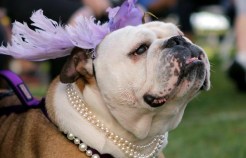 Bulldog Red Carpet