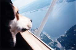 LA Pets Go First Class on New Pooch Airline