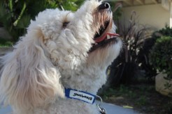 Chic Collars Lend Local Shelters Support