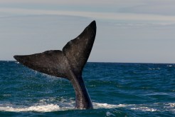 A Whale of a Weekend