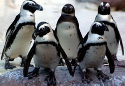 Lucky the Penguin Swims Again
