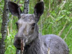 Loose Moose Triggers Police Chase