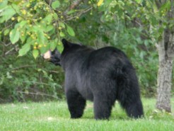 Tahoe Bear Destroys Prius
