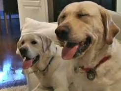 Dog Bites: Multiple Dogs