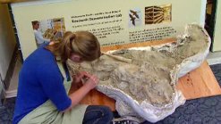 Caltrans Workers Unearth Ice-Age Bison Fossil