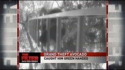 Grand Theft Avocado
