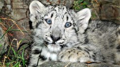 The Zoo's Perfect Valentine