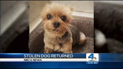 Abducted Dog Returned Safely