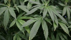 $1M Pot-Growing Operation Found in Palos Verdes Home