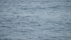 Killer Whale, Dolphins Spotted in SD Waters