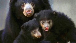 RAW VIDEO: Very Cute Sloth Bear Cubs Unveiled