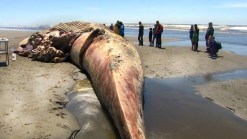 Dead Beached Whale Dissected, Attracts Crowd