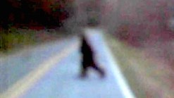 Wanted: Hair Samples to Crack Bigfoot Mystery