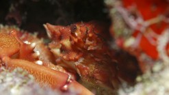 Baby Crabs Invade Cayman Islands