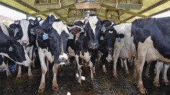 Cows Crush, Kill Worker at Ontario Dairy