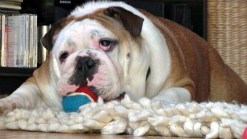 Tech Tools for Your Pooch