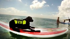 Watch Dogs Learn to Surf