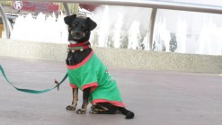 The Grinch's Max Helps Home-Needing Hounds