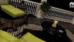 Alligator Shows Up on Parkland Family's Front Porch