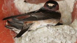 San Juan Capistrano Courts Cliff Swallows