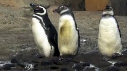 Penguin Paradise at Long Beach Exhibit