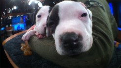 Puppies Visit the NBC4 News at Noon